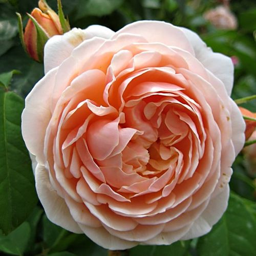 Shop - Rosa Ausleap - gelb - englische rosen - stark duftend - David Austin - -